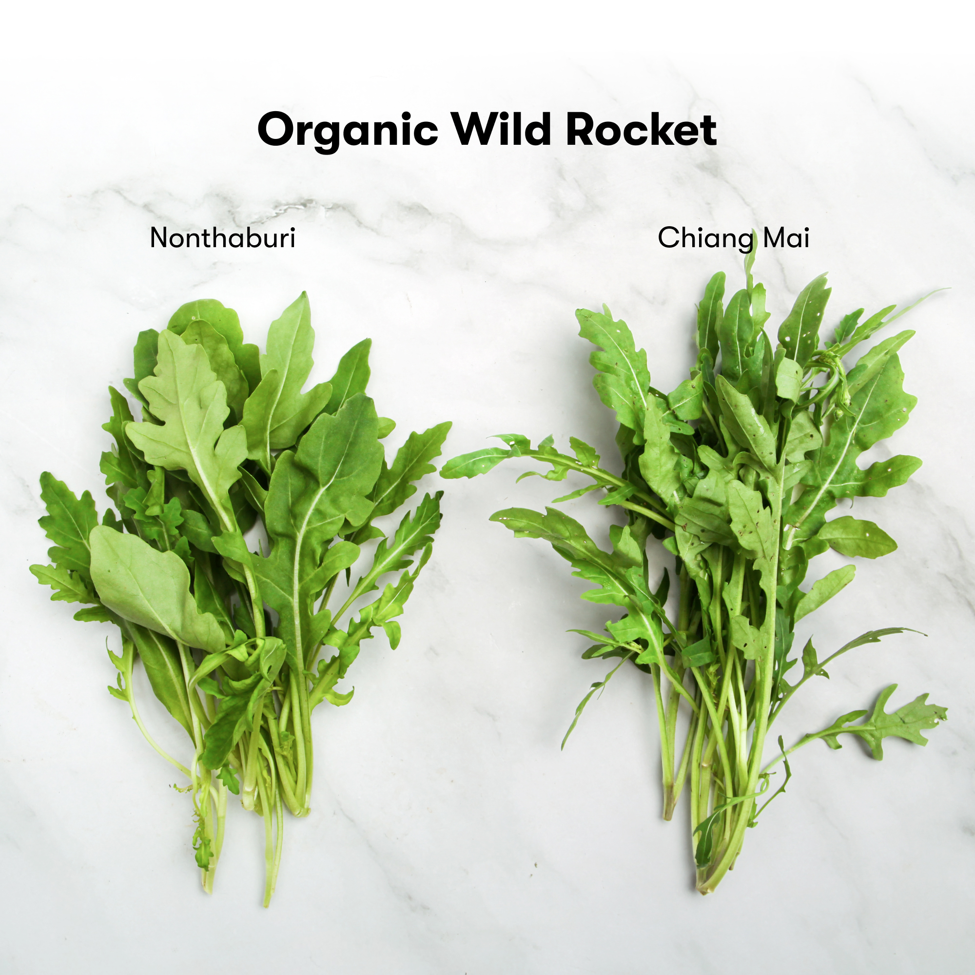 Organic Wild Rocket (Chiang Mai) — Micro-Leaf